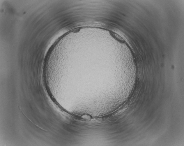 X0000068771139200605191642