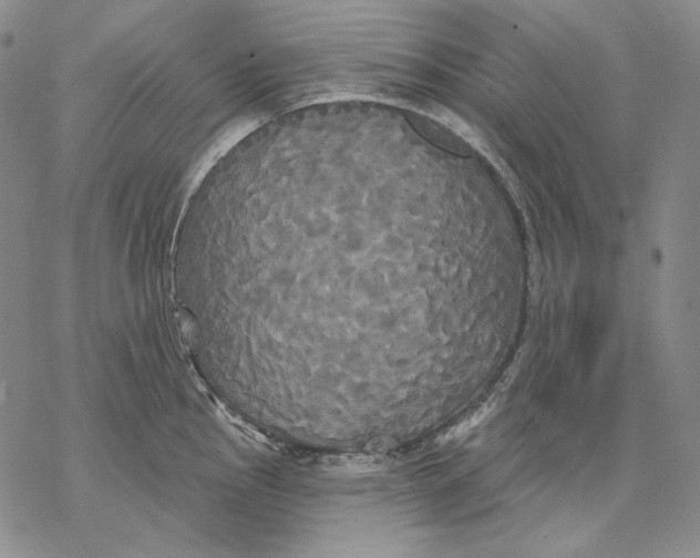 X0000068771145200605191642