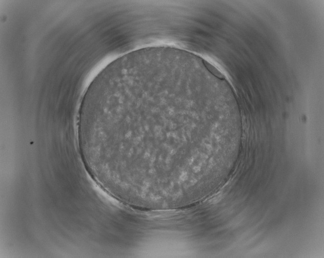 X0000068771151200605191642