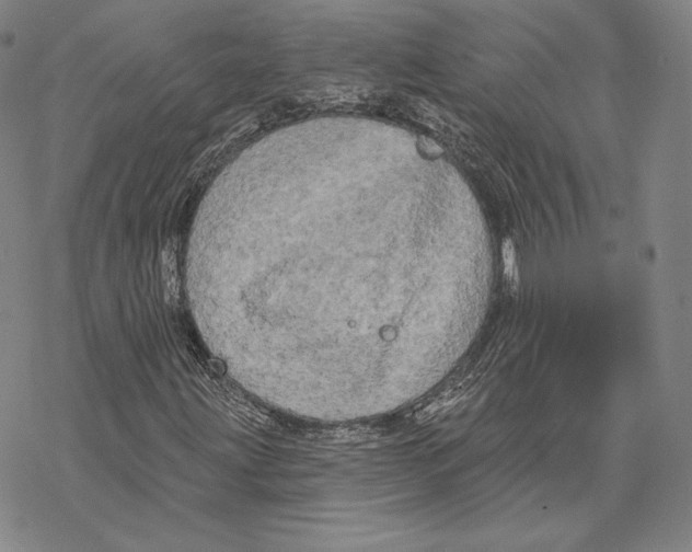 X0000068771203200605191639