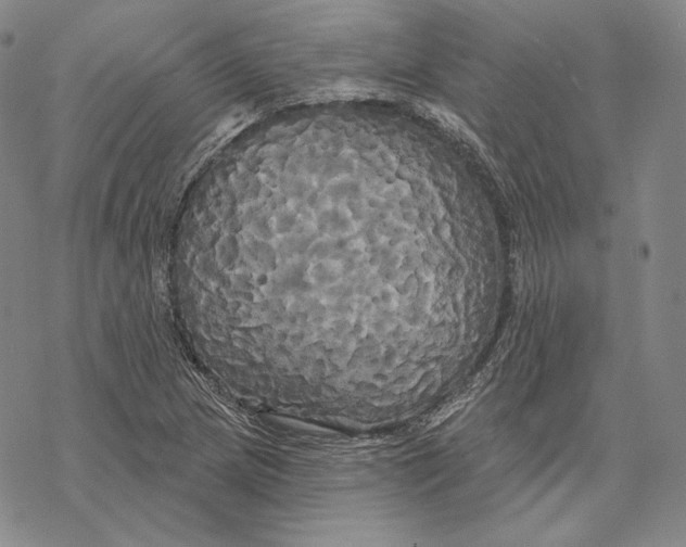 X0000068771217200605191640