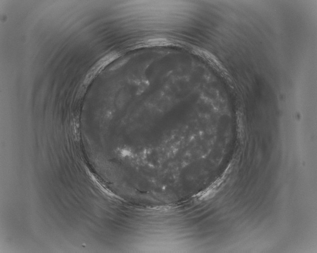 X0000068771225200605191640