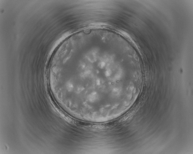 X0000068771235200605191640