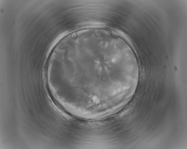 X0000068771243200605191640