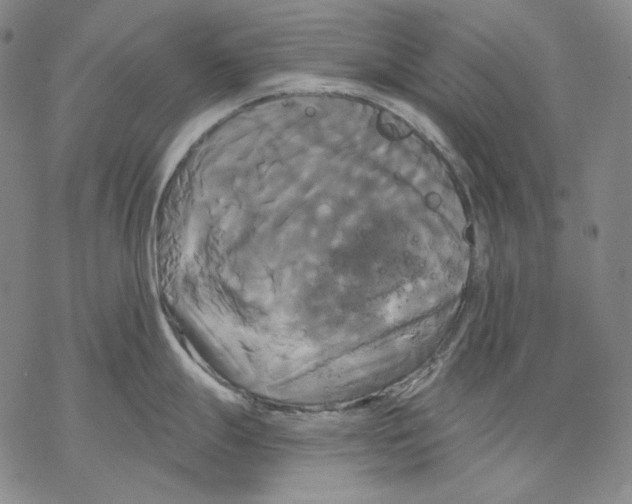 X0000068771247200605191640