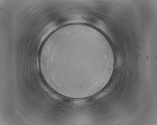 X0000068771274200605191639