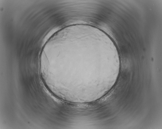 X0000068771290200605191639