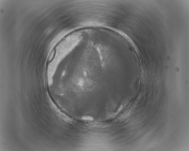 X0000068771295200605191639