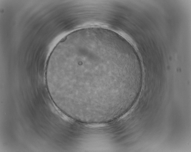 X0000068771296200605191639