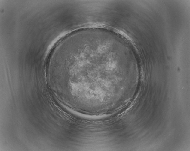 X0000068771310200605191638