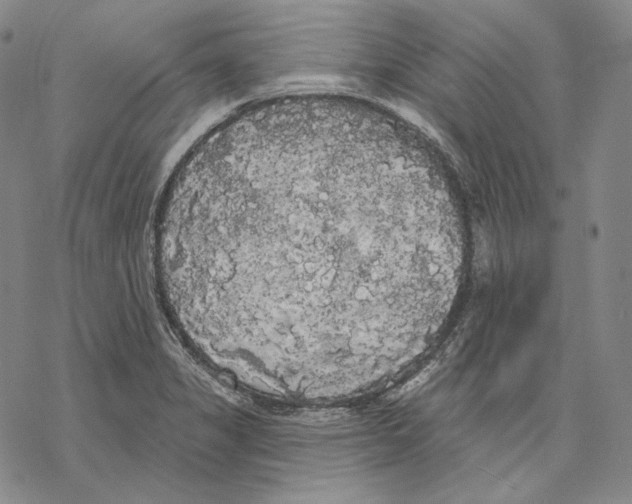 X0000068771325200605191638