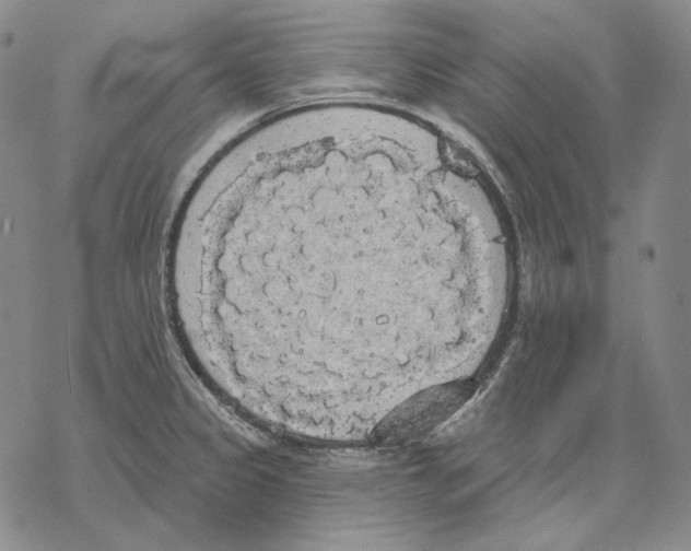 X0000068771333200605191639