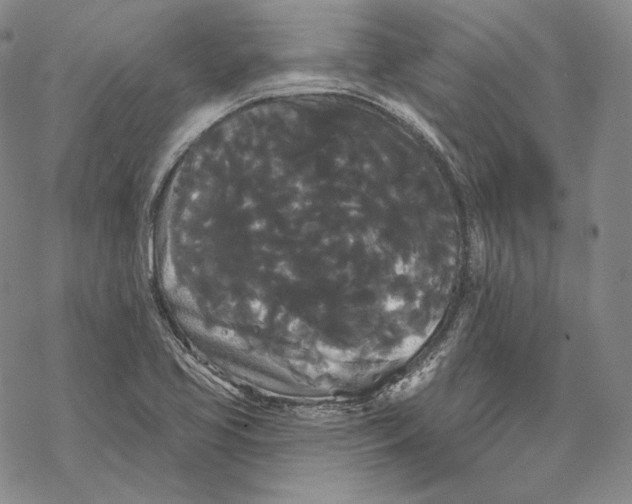 X0000068771413200605191637