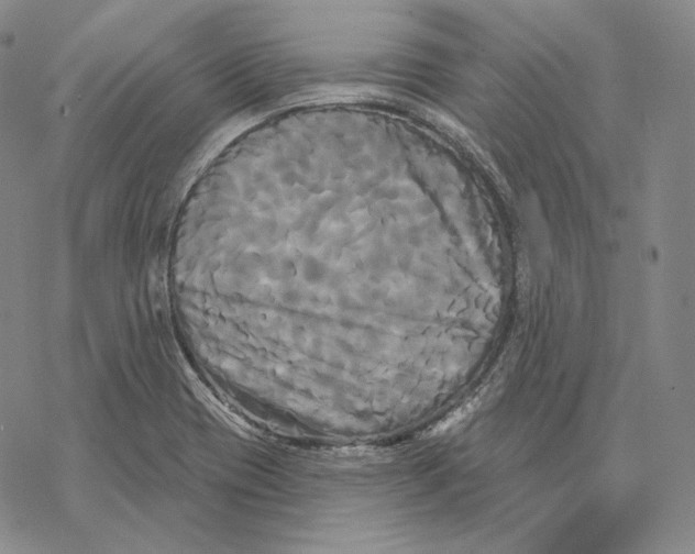 X0000068771417200605191637