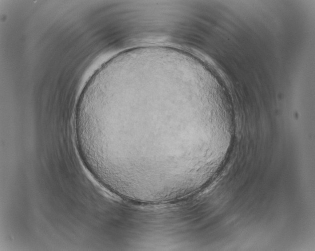 X0000068771432200605191637