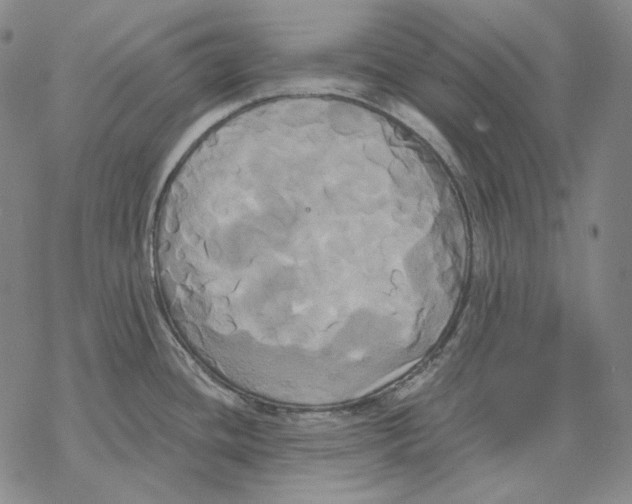 X0000068771436200605191637