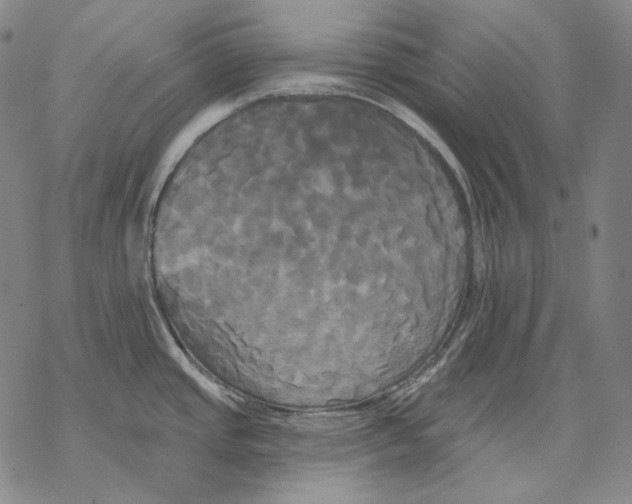 X0000068771437200605191637