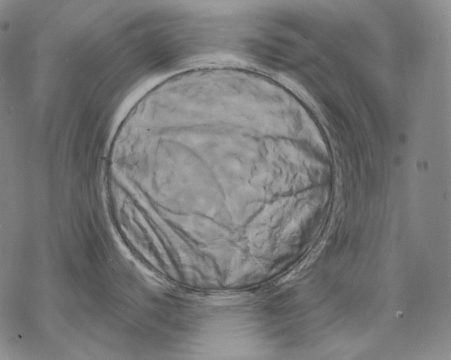 X0000068771440200605191637