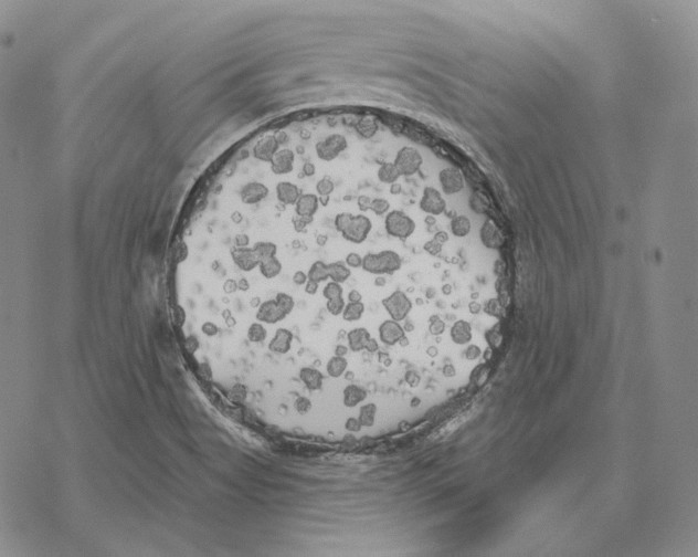 X0000068771513200605191635