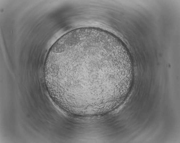 X0000068771521200605191635