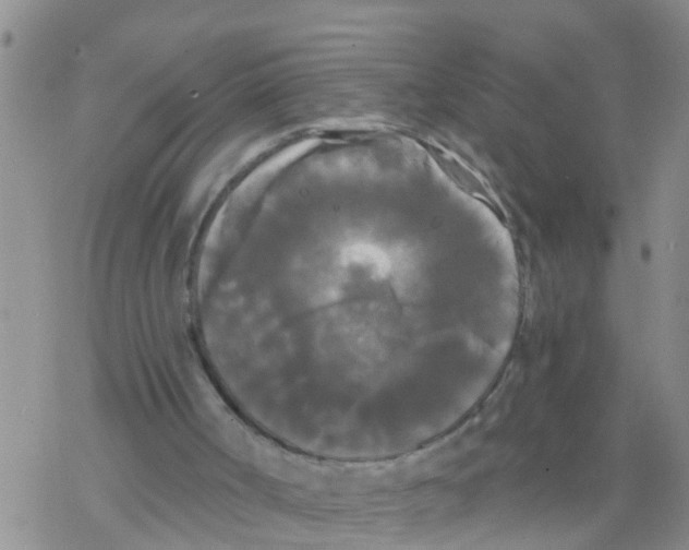 X0000068770002200605262218