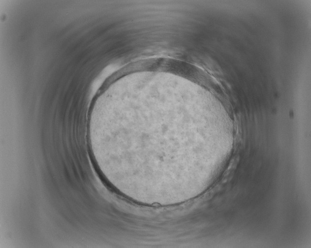 X0000068770003200605262218