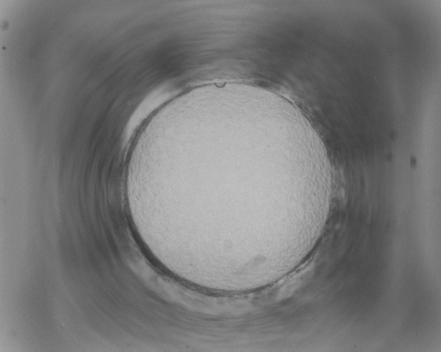 X0000068770004200605262218