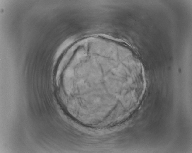 X0000068770006200605262217