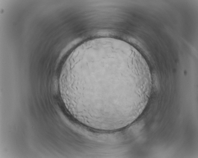 X0000068770016200605262217