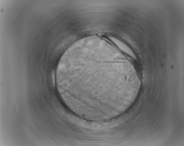 X0000068770022200605262217