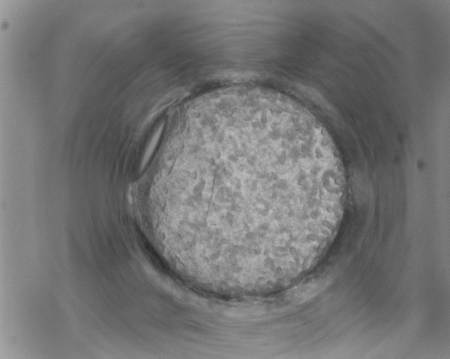 X0000068770024200605262217