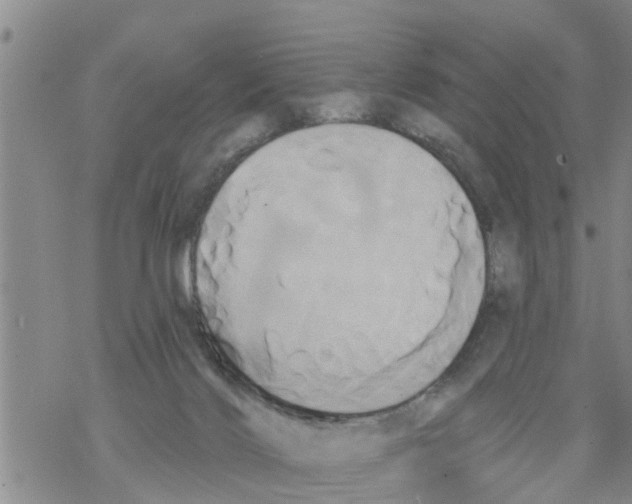 X0000068770028200605262217