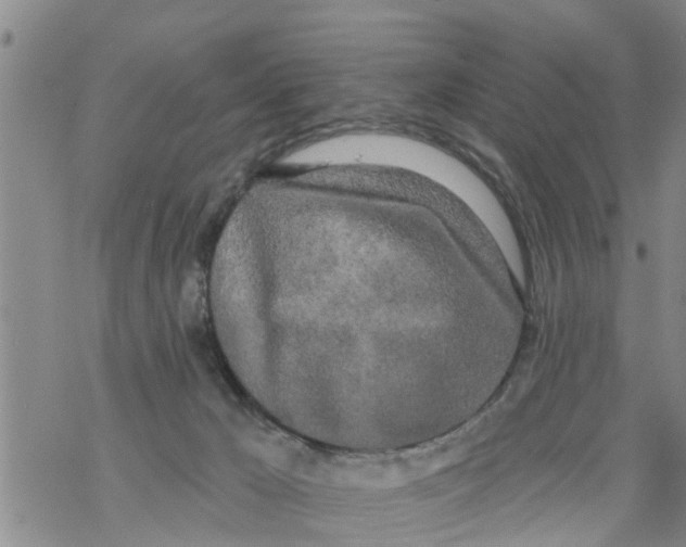 X0000068770029200605262217