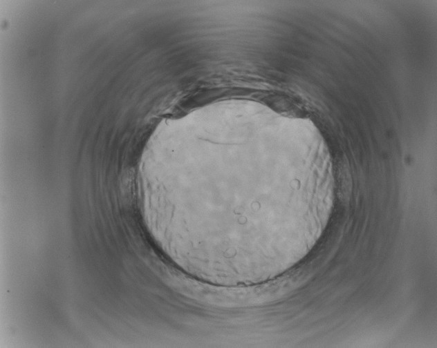 X0000068770034200605262217