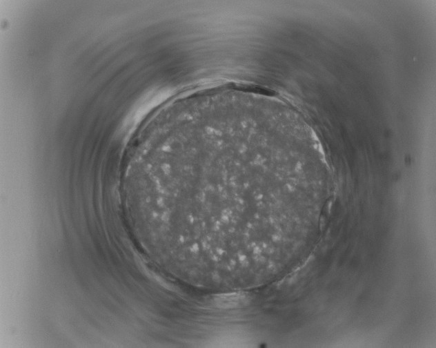 X0000068770050200605262216