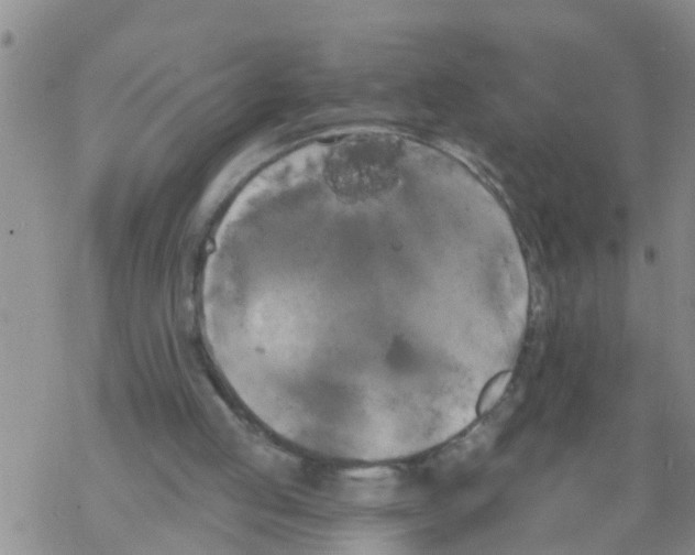 X0000068770053200605262216