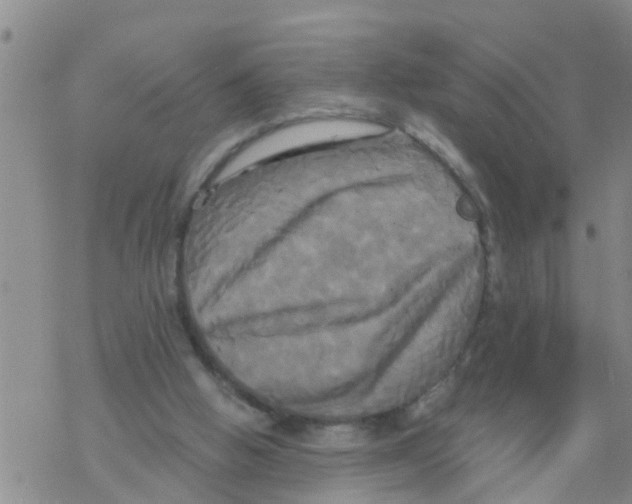 X0000068770058200605262216