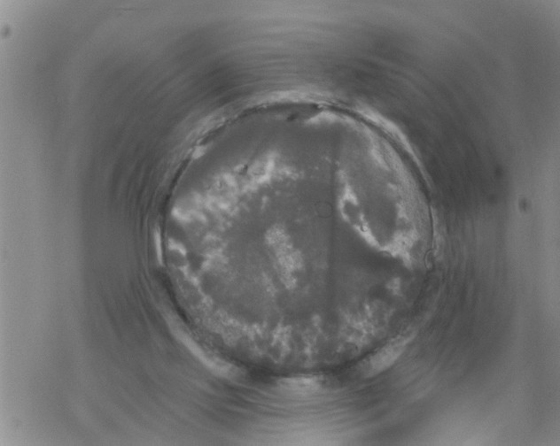 X0000068770061200605262216