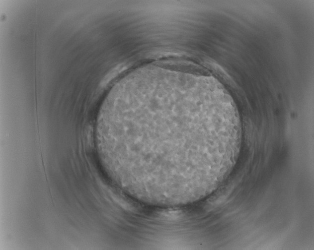 X0000068770071200605262216