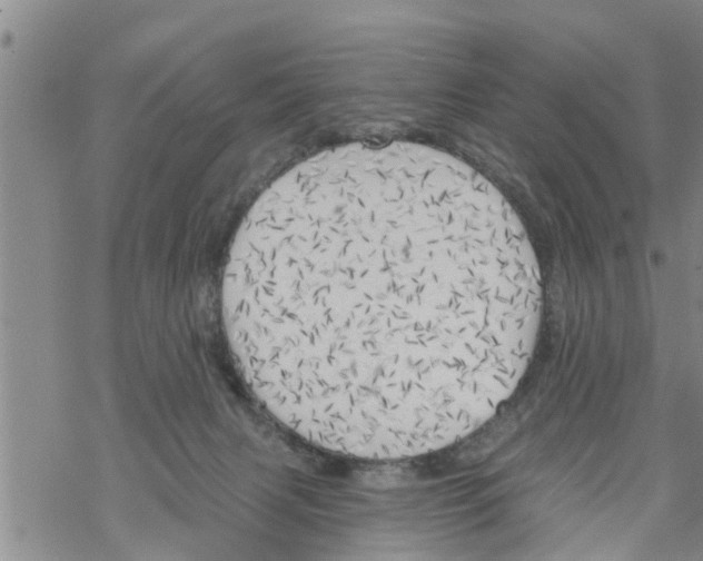 X0000068770079200605262217