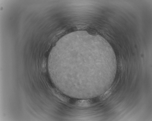 X0000068770082200605262217