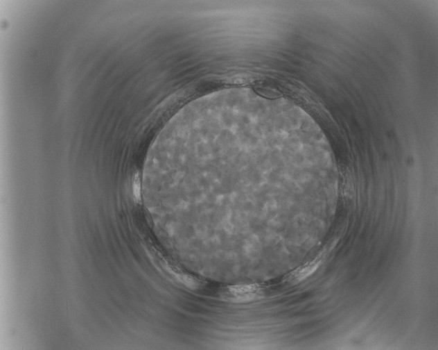 X0000068770095200605262217