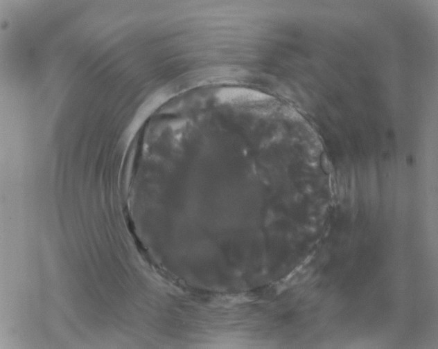 X0000068770099200605262216