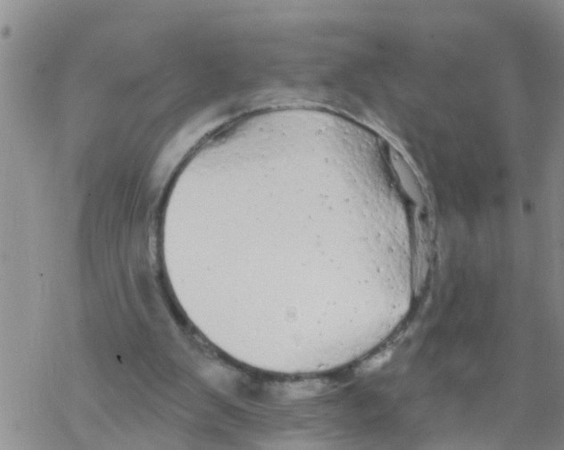 X0000068770103200605262216