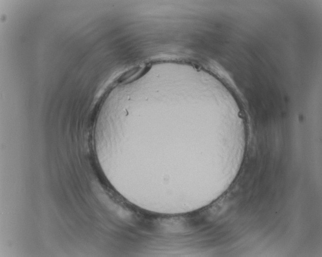 X0000068770106200605262216