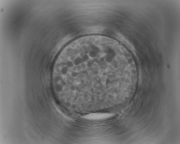 X0000068770107200605262216