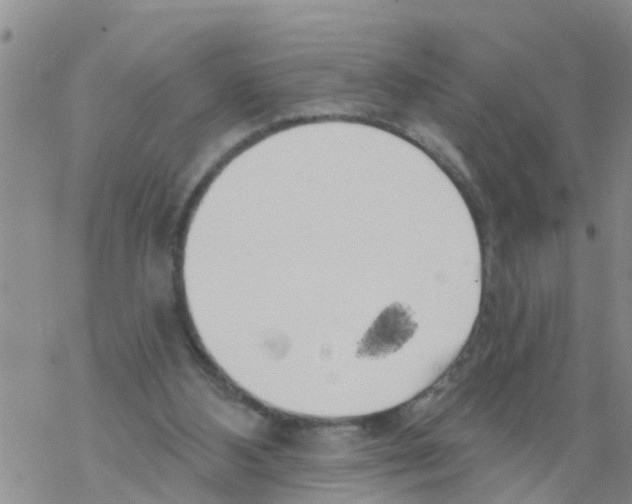 X0000068770108200605262216