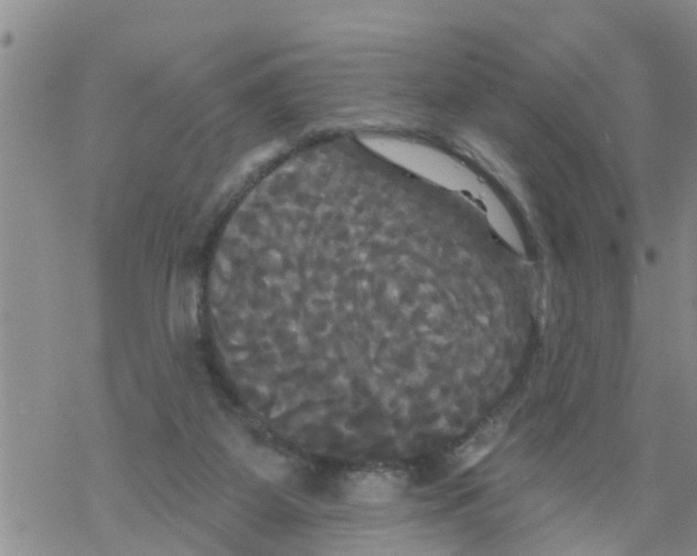 X0000068770115200605262216