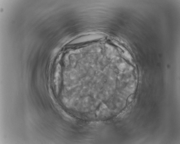 X0000068770145200605262214