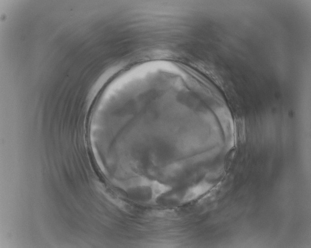 X0000068770147200605262215